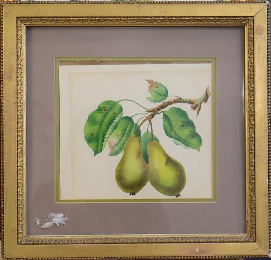 19th century English School Botanical studies largest 14.5 x 11in.